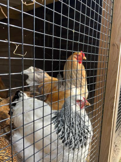 Das Bild zeigt mehrere Hühner in einem Gitterkäfig. Im Vordergrund ist ein Huhn mit weißem Gefieder und schwarzen Flecken zu sehen, das sich vor dem Gitter befindet. Hinter ihm sind weitere Hühner sichtbar, eins davon ist braun mit einem roten Halsfederbusch. Das Gitter besteht aus schwarzen Metallstreifen, die ein gleichmäßiges Muster bilden. Im Hintergrund ist ein Teil eines Holzrahmens zu sehen, der den Käfig umgibt. Die Hühner scheinen in einem ruhigen Zustand zu sein, und das Licht im Bild deutet auf einen natürlichen Tag hinaus.

Bereitgestellt von @altbot, privat und lokal generiert mit Ovis2-8B

🌱 Energieverbrauch: 0.194 Wh