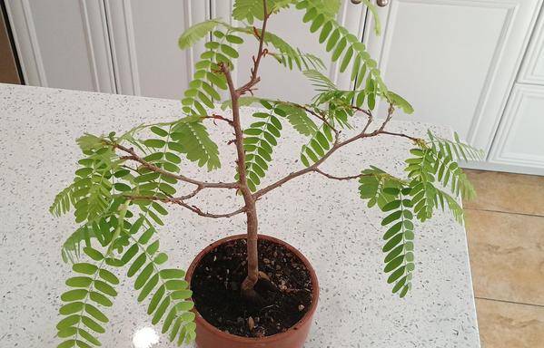 The tamarind tree is about two-hand-spans tall and has nice richly green fronds of leaves.