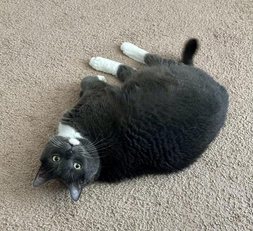 Theo is a grey Russian blue cat with white paws, laying on the carpet and looking like a potato, while looking upside-down and backwards at the camera.