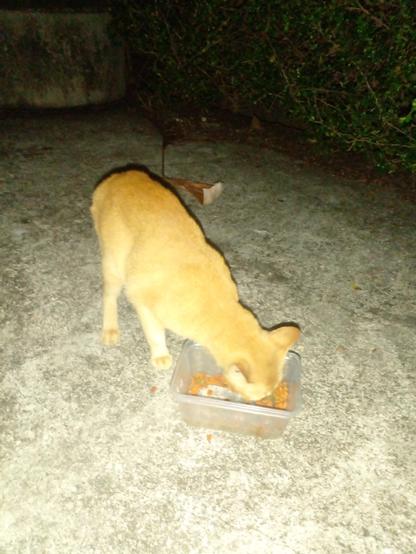 a short video clip of a slender small orange cat eating food from a plastic rectangular clear container on the concrete ground 