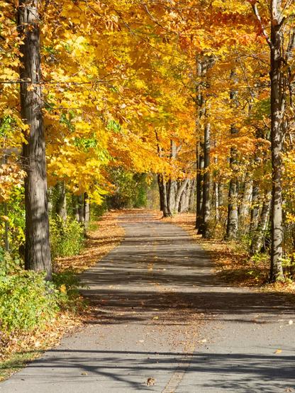 Yellow and orange autum leaves form a low tunnel though which a paved pathway passes. The bright sun casts dappled light on the path below.