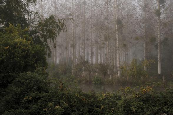 Au premier plan, arbres et ronces ferment la moitié du cadre de la photo: sur le gauche et en bas. Plus loin, un étang, et juste après, dans la brume, une forêt de bouleaux sans feuilles. Les arbres sont rempli de boules de gui. 
