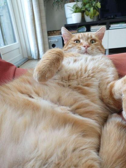A large red cat is lying on his back, showing a wide expanse of belly fluff. He is looking into the camera.