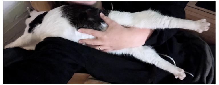 Lemon the cat, draped over my shoulder, belly out, with her hind legs on either side of my hand so I can rub her belly. (Or strum it like a guitar) She's stretching her legs so her toes are splayed out like a cartoon cat.