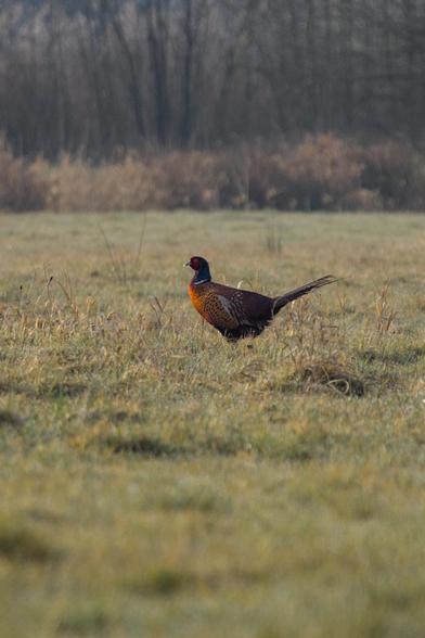Pheasant (Phasianus colchicus m.) standing in a field. It has a bright orange body with white patches, a dark blue neck with a white band separating the head from the body and a red face. It also has a very characteristic long tail. 
