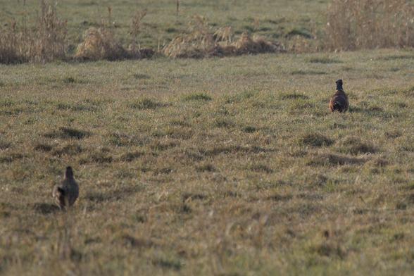 Two pheasants in a field, walking away from the camera, farther ahead in front is the male and on the left and closer to the camera is the female. The female is much more camouflaged whereas the stature of the males is almost instantly recognizable.