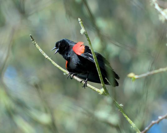 A redwinged blackbird balanced on a twig