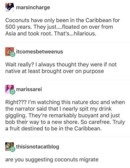 A social media exchange between four people that I really hope is genuine.

marsincharge:
Coconuts have only been in the Caribbean for 500 years. They just....floated on over from Asia and took root. That's...hilarious.

itcomesbetweenus:
Wait really? I always thought they were if not native at least brought over on purpose

marissarei: 
Right??? I'm watching this nature doc and when the narrator said that I nearly spit my drink giggling. They're remarkably buoyant and just bob their way to a new shore. So carefree. Truly a fruit destined to be in the Caribbean.

thisisnotacatblog:
are you suggesting coconuts migrate