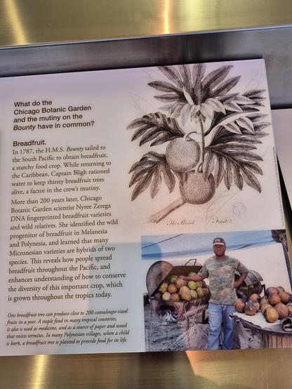 #Breadfruit.

In 1787, the #HMSBounty sailed to the South Pacific to obtain breadfruit, a starchy food crop. While returning to the Caribbean, #CaptainBligh rationed water to keep thirsty breadfruit trees alive, a factor in the crew's mutiny.

More than 200 years later, Chicago