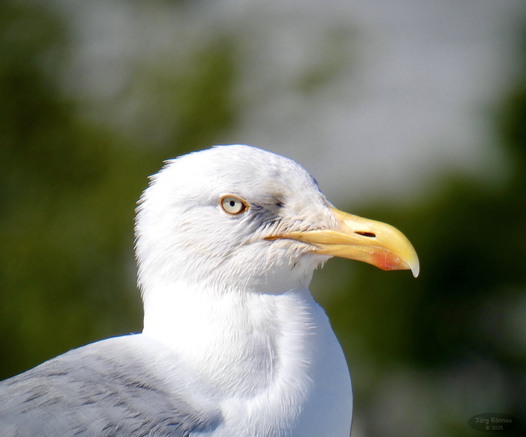Das Bild zeigt eine Nahaufnahme des Kopfes und des oberen Halses einer Silbermöwe. Der Vogel ist hauptsächlich weiß mit einem grauen Rücken. Sein Schnabel ist gelb mit einem roten Fleck an der Spitze. Der Hintergrund ist unscharf und grünlich. Der Fokus liegt auf dem Kopf der Möwe, die den Betrachter mit ihrem Blick zu erfassen scheint.