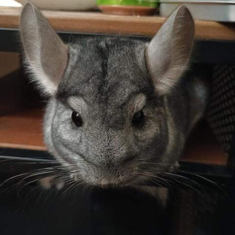 Photo of a grey chinchilla poking his head out of the mouse cubby of a desk