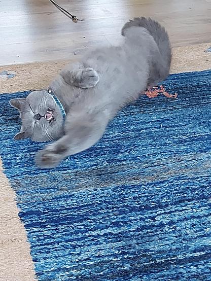 Eine dicke graue Kstze liegt auf dem Rücken auf einem blauen Teppich. Sie sieht aus, als würde sie lachen