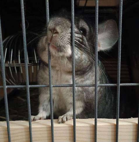 Photo of a a grey and white chinchilla with his paws up against the cage door, shoving his face through and smooshing it adorably