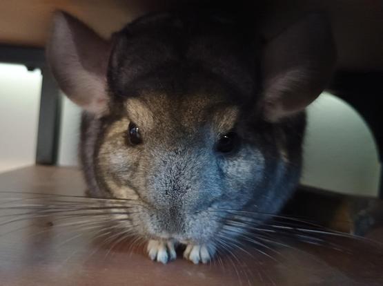 Photo of a chinchilla crouched in the shadows