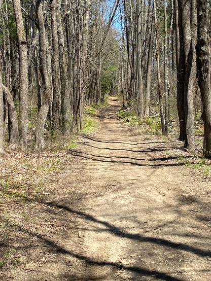 A dirt path through the woods with shadow of trees. A very serene picture 