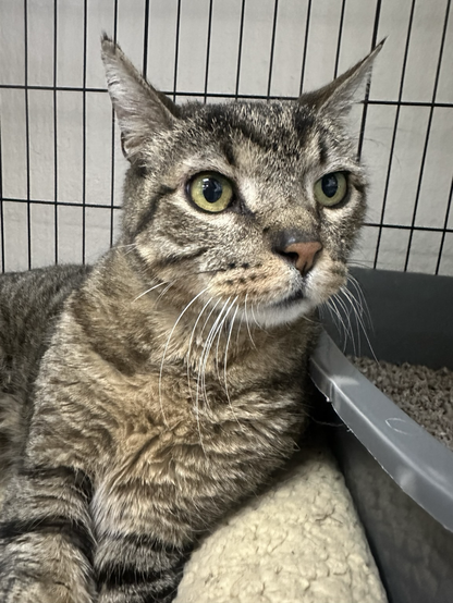A curious tabby kitty