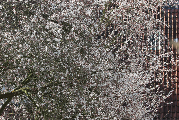 Diesmal vom Balkon im 1. OG fotografiert, also ein anderer Teil des Baums & anderer Hintergrund zu sehen.  Viele kleine weiße Blüten sitzen an den Zweigen; dazwischen sind noch ein paar Äste zu sehen.
Rechts dahinter ist ein rotes Ziegeldach.