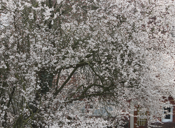 Wieder vom Balkon geknipst, der Baum ist inzwischen sehr weiß.