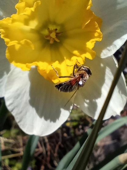 A bee sitting on a daffodil flower in sunlight.