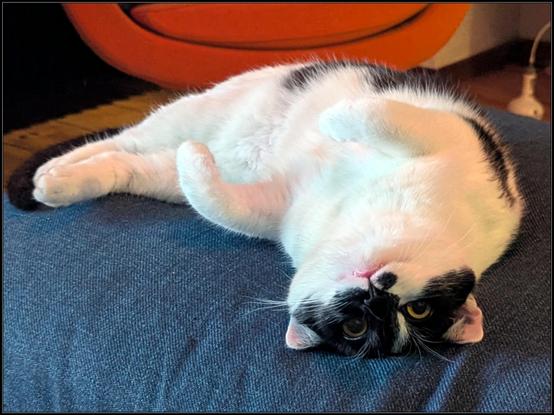 Lemon the cat lying on the sofa, belly up, her head upside down and her ears flattened against the couch, making her head look hilariously flat. She's looking right at the camera with her front paws in the air.