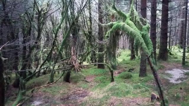 My favorite chanterelle forest in Jørpeland, Norway. This forest was chopped down a few years ago and is now just a memory. The photo was taken in 2020.
