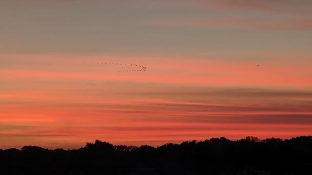 Historical Documentation in the form of a photograph of a rising sun over the ocean bay at the Historic Pioneer Village in Forest River Park, Salem, MA. The sky is filled with vibrant orange and pink hues, with the sun rising just over the trees in the background. A flock of birds are just visible in the distance flying in a V shape formation across the electric sky. The trees in the foreground are silhouetted against the sky, creating a contrast of light and shadow. The overall mood of the image is peaceful and serene.