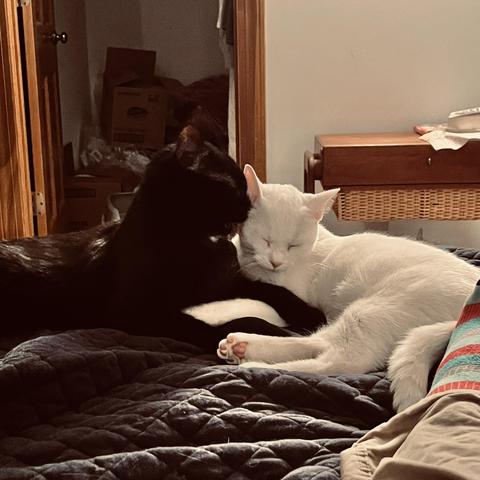 black cat kisses cheek of white cat on bed near foot of human