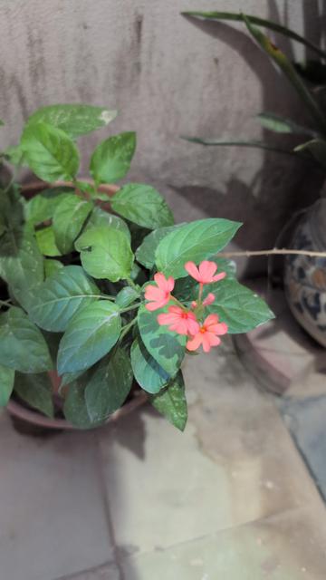 Orange firecracker flower in a pot amidst green leaves.