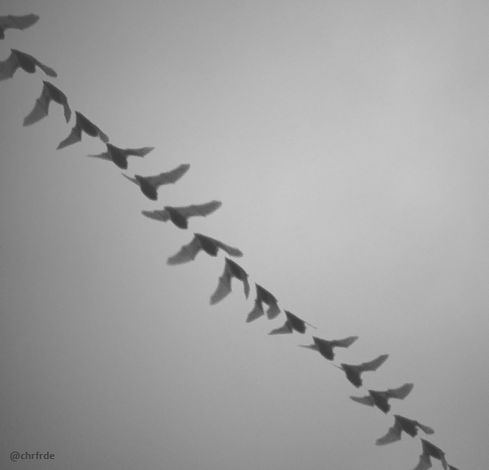 Black and white composite image showing multiple views of the same bat in different poses dark against a gray sky as it crosses the image diagonally from upper left to lower right