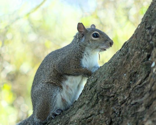 A close-up of a squirrel sitting on a branch
