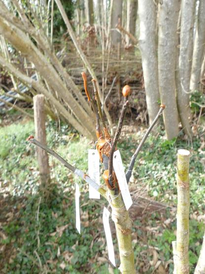 Ici, une petite folie de Louis : 4 variétés de Coing sur un même arbre : Champion, Portugal, Géant de Vranja et Aromatnaya. Le tout selon trois méthodes de greffe : en anglaise compliquée , en courrone et en fente.