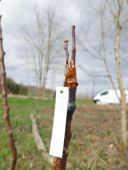 Pommier d'ornement "Evrest" sur pommier spontané. Cette variété de pommier est elle même parfois utilisée en porte greffe.
La greffe utilisée est dite "en fente". Deux greffons sont insérés dans une fente réalisée au milieu du porte greffe.