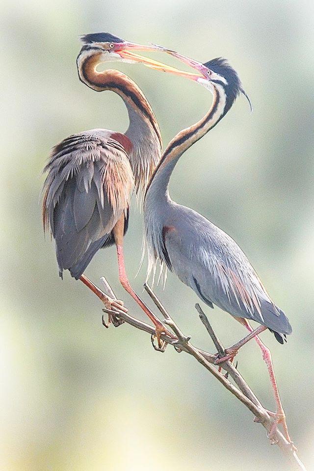 Two purple herons. Two purple herons.