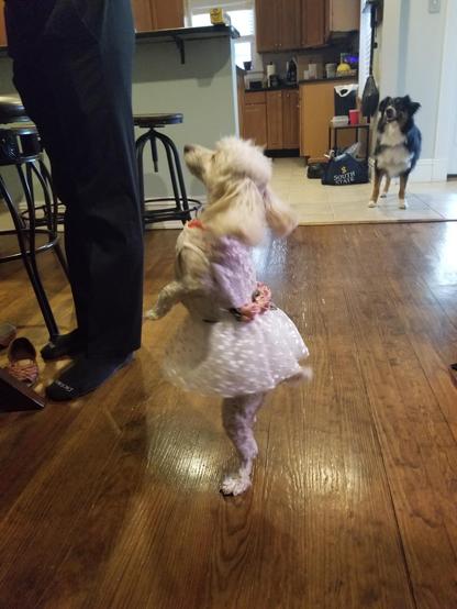Little dog, dancing, and wearing a flowery white dress.
