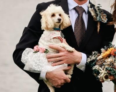 Little flower girl, which just so happens to be a dog. Here she is being held by her daddy.