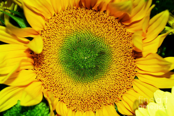 Macro photograph of a beautiful vibrant sunflower loaded with sunshine, showing the intricate patterns in the green and gold stamen. By Kaye Menner Photography.
THE FINE ART AMERICA LOGO WILL NOT SHOW ON PURCHASED PRINTS OR PRODUCTS.