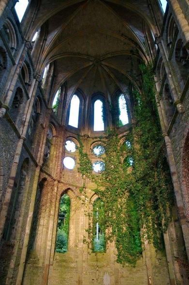Interior vault overgrown with vines of Villers-la-Ville Abbey, Haute-Saône, founded 1146, abandoned 1796