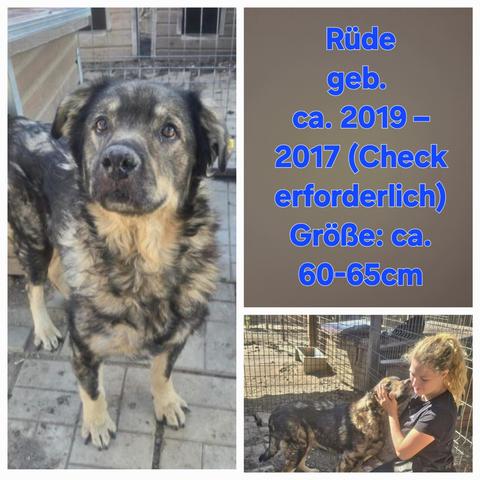 Hund Heinzi
Drei Fotos 
Foto links Heinzi stehend und schaut in die Kamera 
Foto rechts oben seine Merkmale in Schrift 
Foto rechts unten Heinzi schmust mit Volontärin