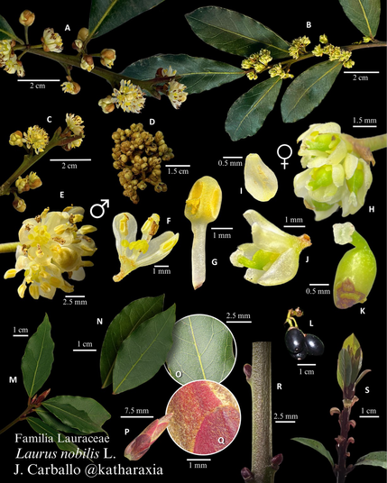 En la lámina se disponen distintos elementos morfológicos de Laurus nobilis. Diferencia flores masculinas y femeninas con distintos aumentos para poder apreciarlos. Todos los elementos cientan con su propia escala y se pueden observar aumentos de estambres y gineceo a la vez que frutos, hojas e incluso la superficie escamosa de una yema apical.