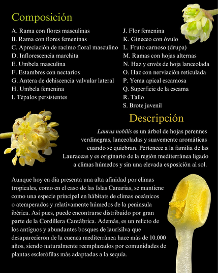 Composición A. Rama con flores masculinas B. Rama con flores femeninas C. Apreciación de racimo floral masculino D. Inflorescencia marchita E. Umbela masculina F. Estambres con nectarios G. Antera de dehiscencia valvular lateral H. Umbela femenina I. Tépalos persistentes J. Flor femenina K. Gineceo con óvulo L. Fruto carnoso (drupa) M. Ramas con hojas alternas N. Haz y envés de hoja lanceolada O. Haz con nerviación reticulada P. Yema apical escamosa Q. Superficie de la escama R. Tallo S. Brote juvenil Descripción Laurus nobilis es un árbol de hojas perennes verdinegras, lanceoladas y suavemente aromáticas cuando se quiebran. Pertenece a la familia de las Lauraceas y es originario de la región mediterránea ligado a climas húmedos y sin una elevada exposición al sol. Aunque hoy en día presenta una alta afinidad por climas tropicales, como en el caso de las Islas Canarias, se mantiene como una especie principal en hábitats de climas oceánicos o atemperados y relativamente húmedos de la península ibérica. As