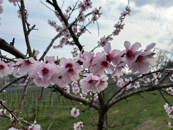 Mandelblüten