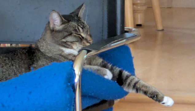 Tabby cat Giovanni on this favorite blue-blanket throne stretching out his left paw and resting the right on the blanket, his eyes mostly closed.