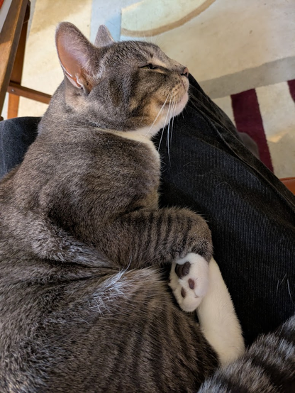 Tabby cat Michel resting on my lap with his front paws relaxed along his chest and abdomen, but not parallel. He's very much alert, but not tense.