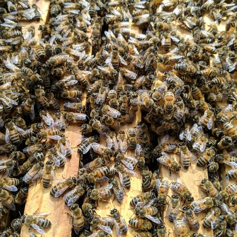 A closeup photo of bees inside a Langstroth bee hive. This is the top of the frames of the lower deep box. There are hundreds of bees shown. They are old bees that have been in the hive since last year. It is a mix of dark-ish and light colored bees.

Media is licensed Creative Commons Attribution-NonCommercial-NoDerivatives CC BY-NC-ND