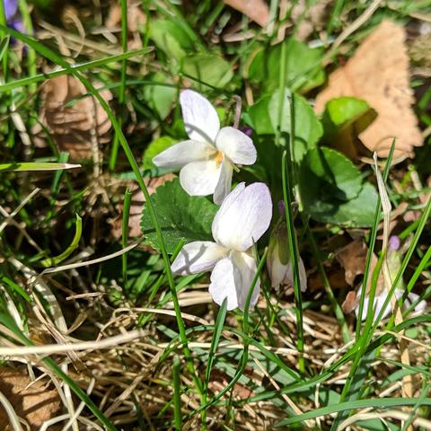 A closeup photo of mostly white viola odorata flowers. They have a slight purple blush on the edges of the petals. They are in full sun in a lawn. There are two blossoms features and some others down in the grass not open.

Media is licensed Creative Commons Attribution-NonCommercial-NoDerivatives CC BY-NC-ND 4.0