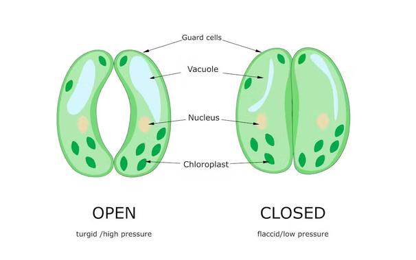  When pressure increases in stomata guard cells, the pore opens – and vice versa. Artemide / Shutterstock 