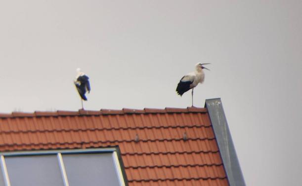 2 Störche auf dem Giebel eines Daches. Einer davon nur von hinten zu sehen. Der andere seitlich im Profil mit weit geöffnetem Schnabel. 
Der Himmel im Hintergrund ist grau und neblig. 