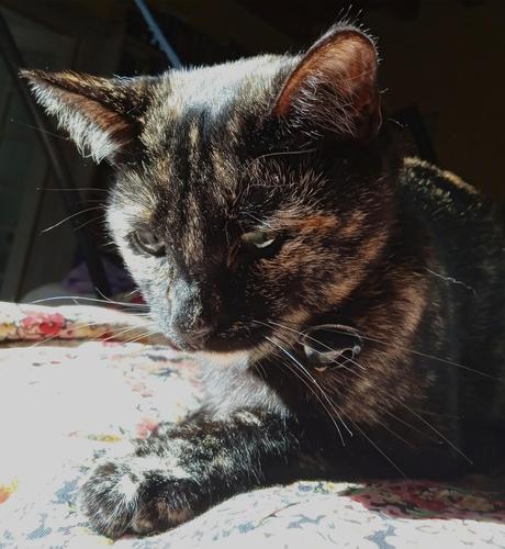 A small tortoiseshell cat, sitting.in a sunbeam. Her eyes are half closed, head tilted down in comfort. White whiskers lit up by the sun. White and orange fur eyeliner patches around her eyes, just like her sister. They also share a tiny spot in the centre of their foreheads - Amber's is orange.