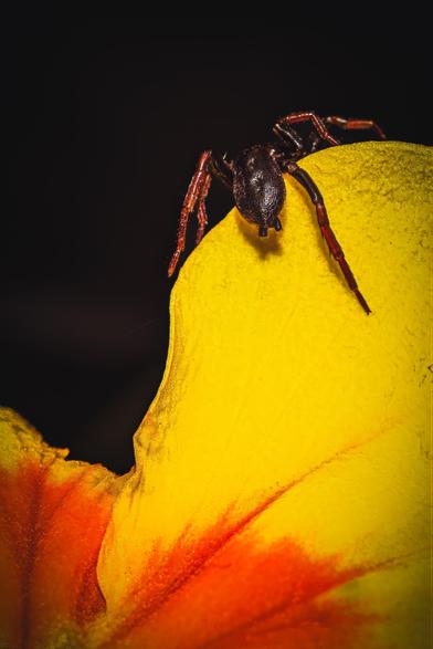 Kleine Spinne auf der Flucht