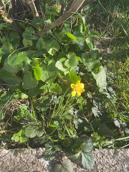 A patch of green foliage with various leaves, featuring a bright yellow flower in the foreground. The setting appears sunny, with grasses and low plants surrounding the flower.